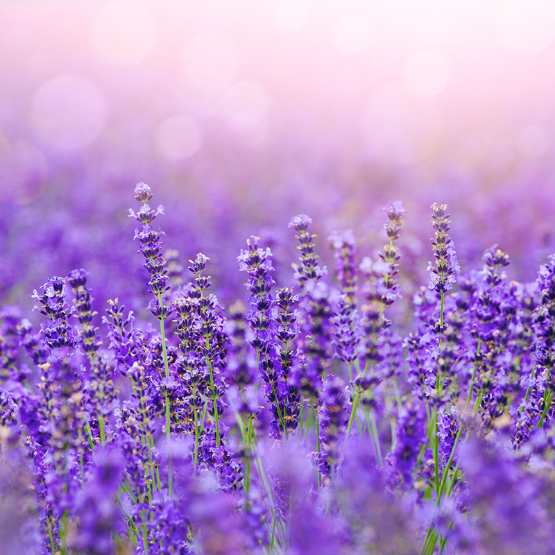 Fresh Lavender