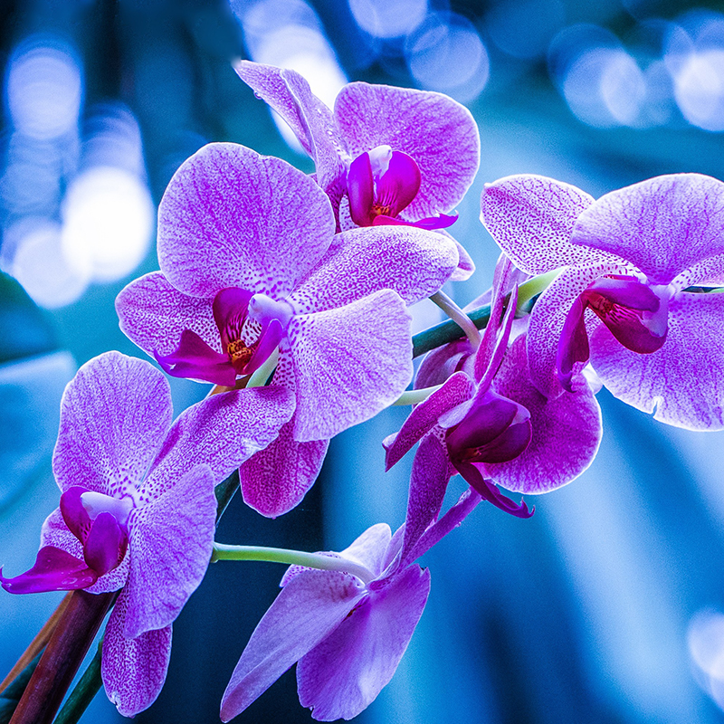 Orchidea Selvatica