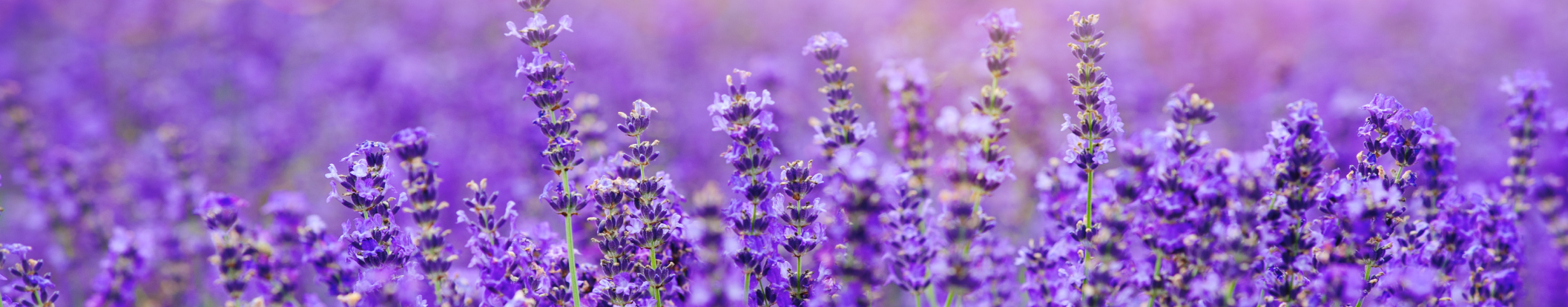 FRESH LAVENDER