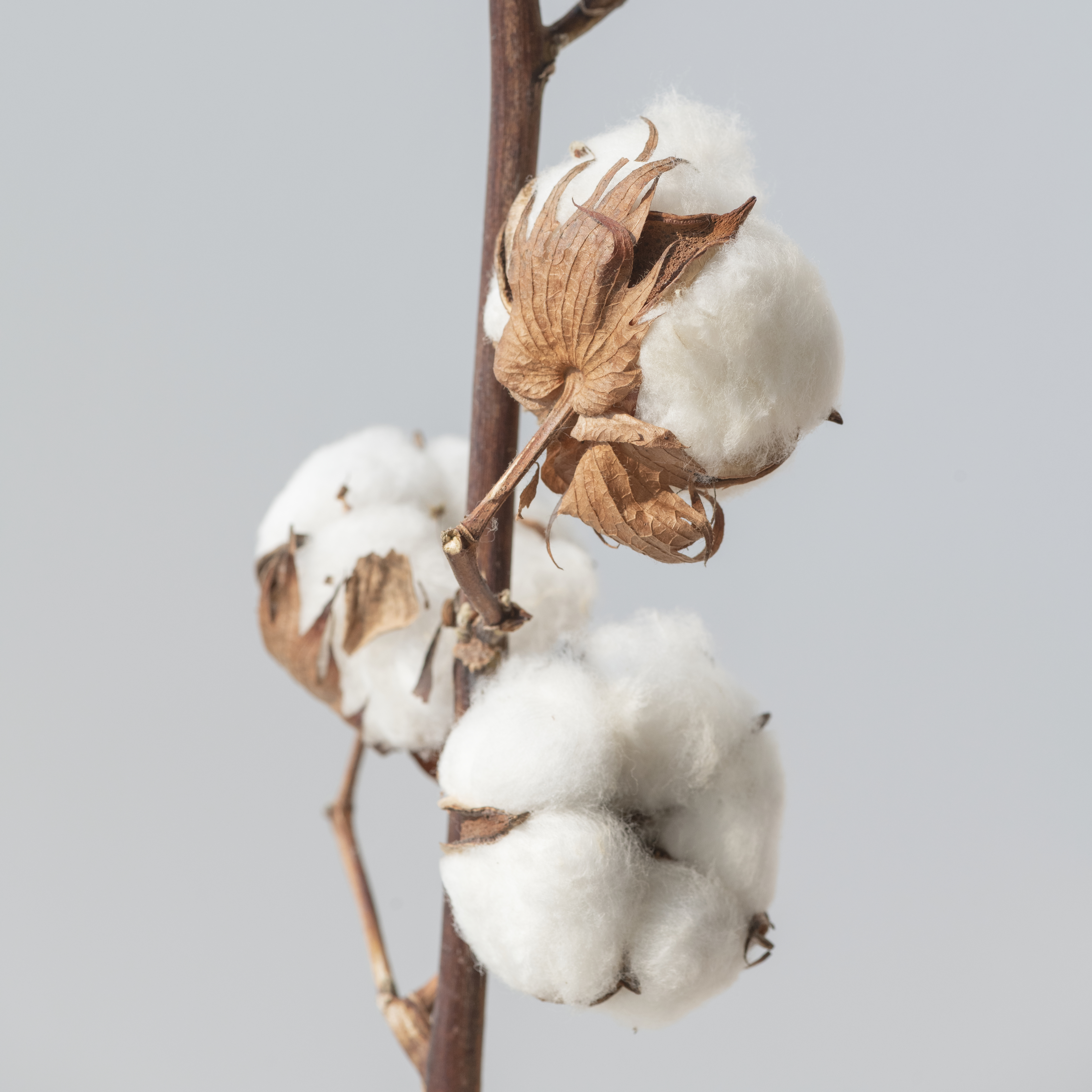 Fior di Cotone